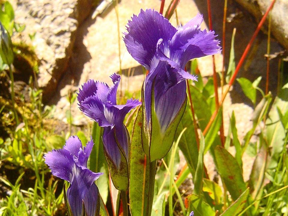 Closeup of purple Meadow Gentian flowers.