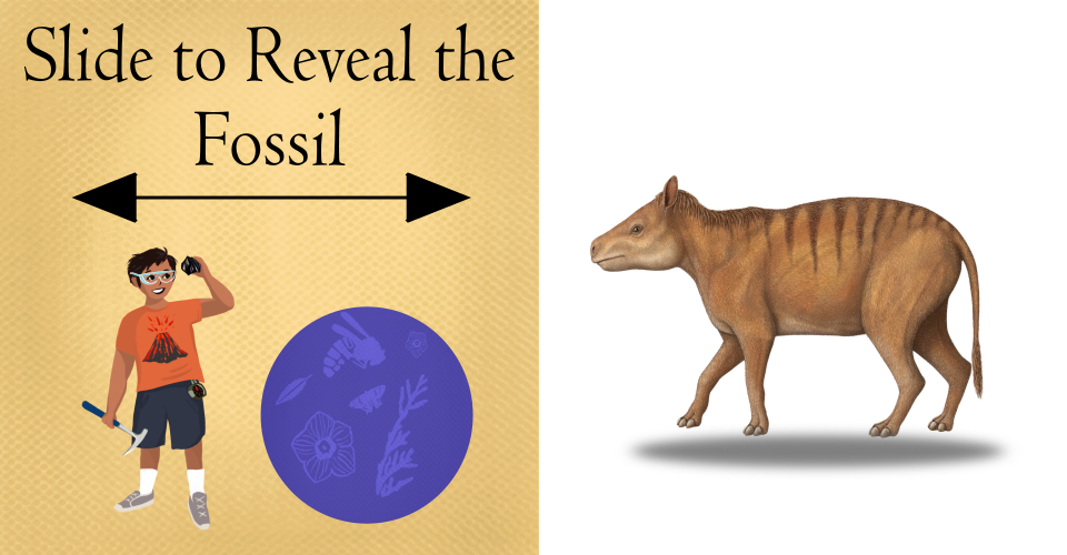 Text on image that reads "Slide to Real the Fossil" with a Latino boy holding a rock and rock hammer shown alongside a round blue graphic with pictures of insects and plants. On the right is a picture of a brown colored hog-looking creature.