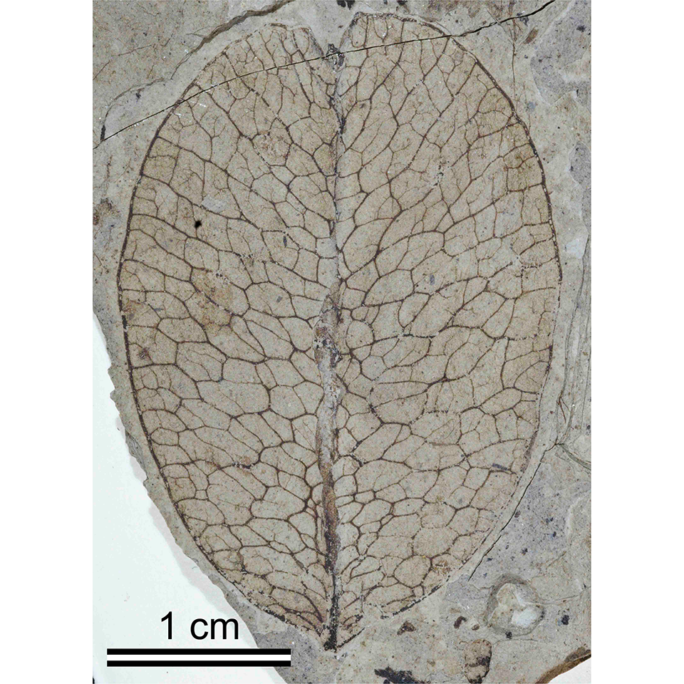 Ovular fruit fossil with distinct network of net-like veins.