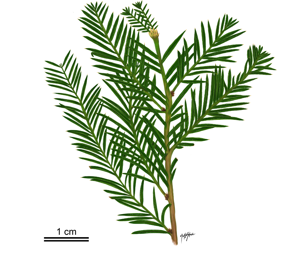 Brown carbon impression of a small redwood branch with three branchlets on the left and two branchlets on the right.