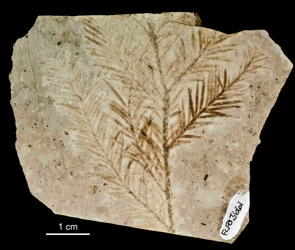 Brown carbon impression of a small redwood branch with three branchlets on the left and two branchlets on the right.