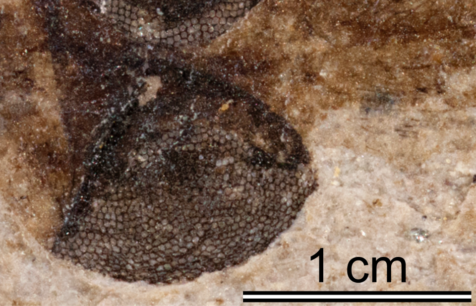 A fossil crane fly's compound eye under magnification, showing all the individual lenses preserved.