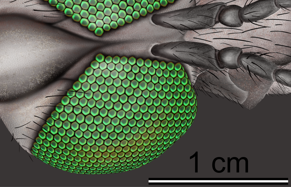 A fossil crane fly's compound eye under magnification, showing all the individual lenses preserved.