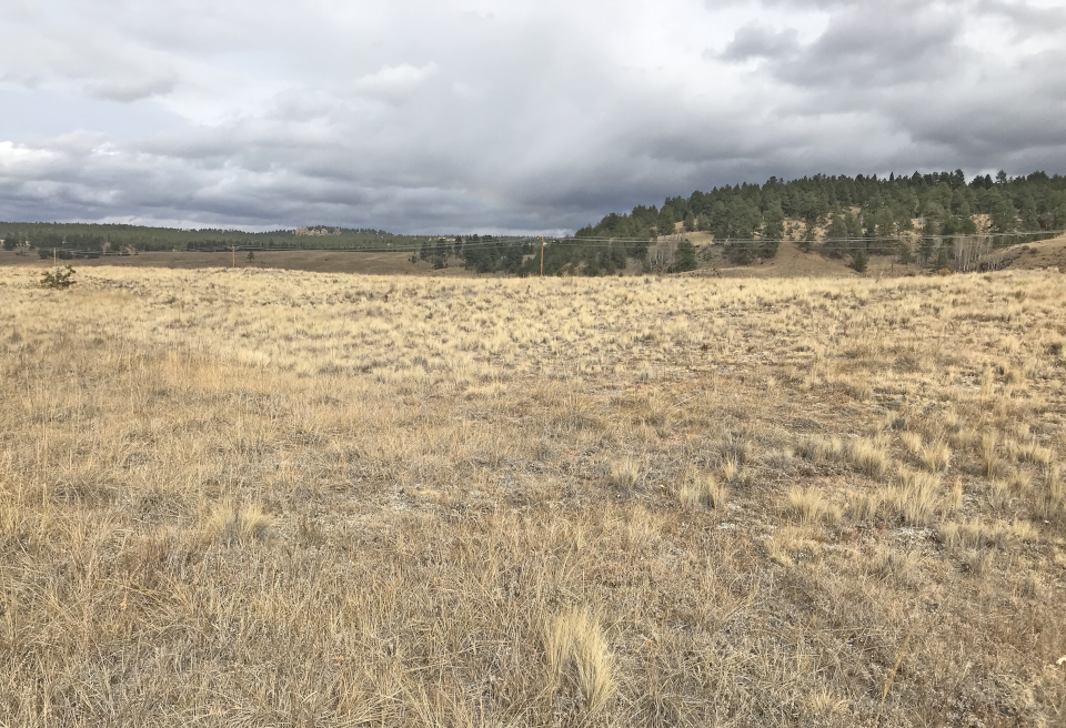 A view of a grassy valley with a tree-covered hill in the distance.