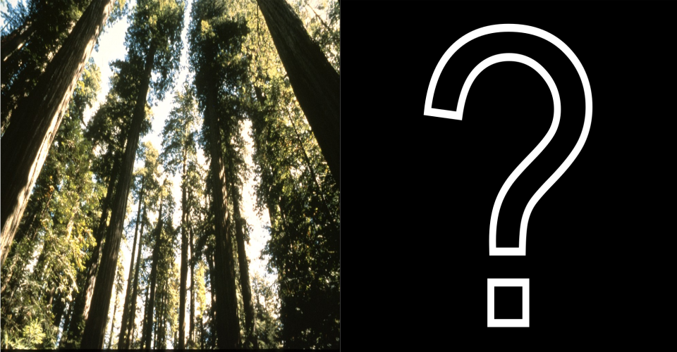 Text on image that reads "Slide to Real the Fossil" with a Latino boy holding a rock and rock hammer shown alongside a round blue graphic with pictures of insects and plants. On the right is a picture of a large petrified Redwood stump.