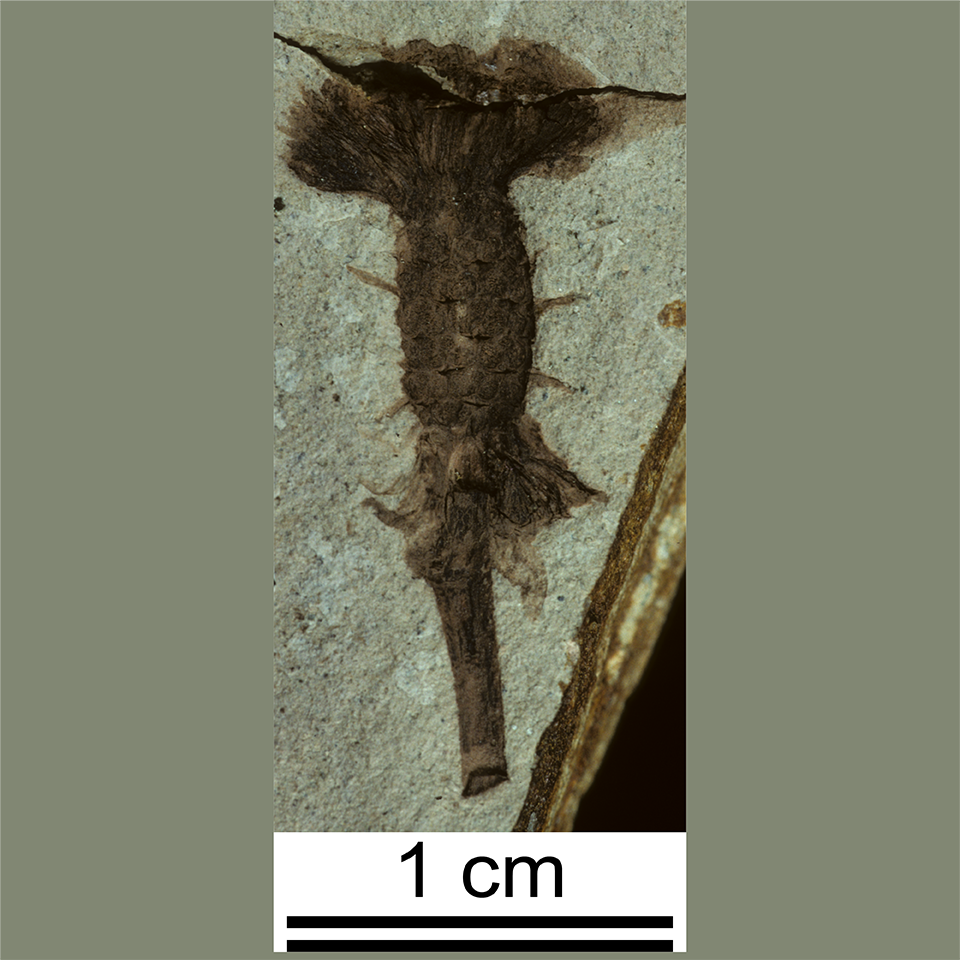 A fossil imprint of a fagopsis fruit missing the wedges in the center on a piece of grey shale.