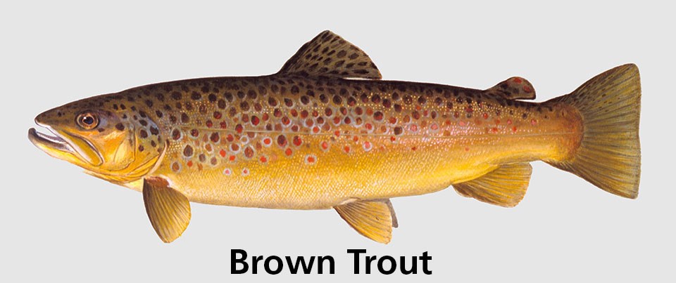 Spotted fish with words: Brown trout