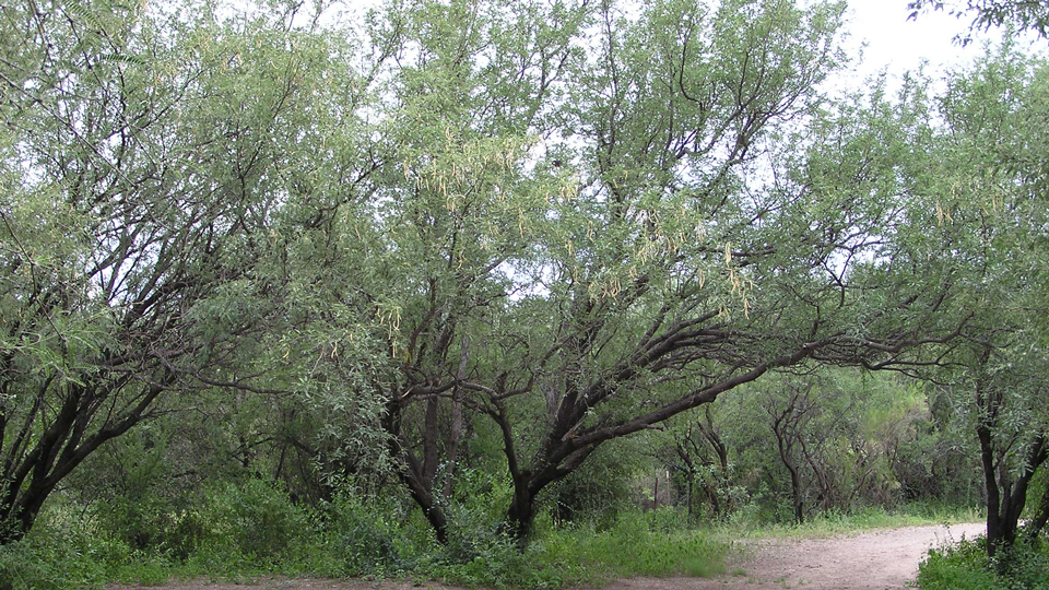 illustration of forest at base of mountain