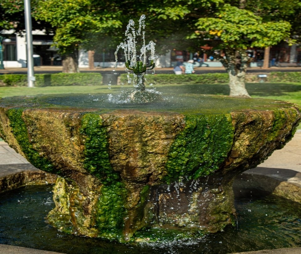 The admin fountain covered in blue-green algae shoots up a spray of hot thermal water into the air with magnolia trees in the distance.