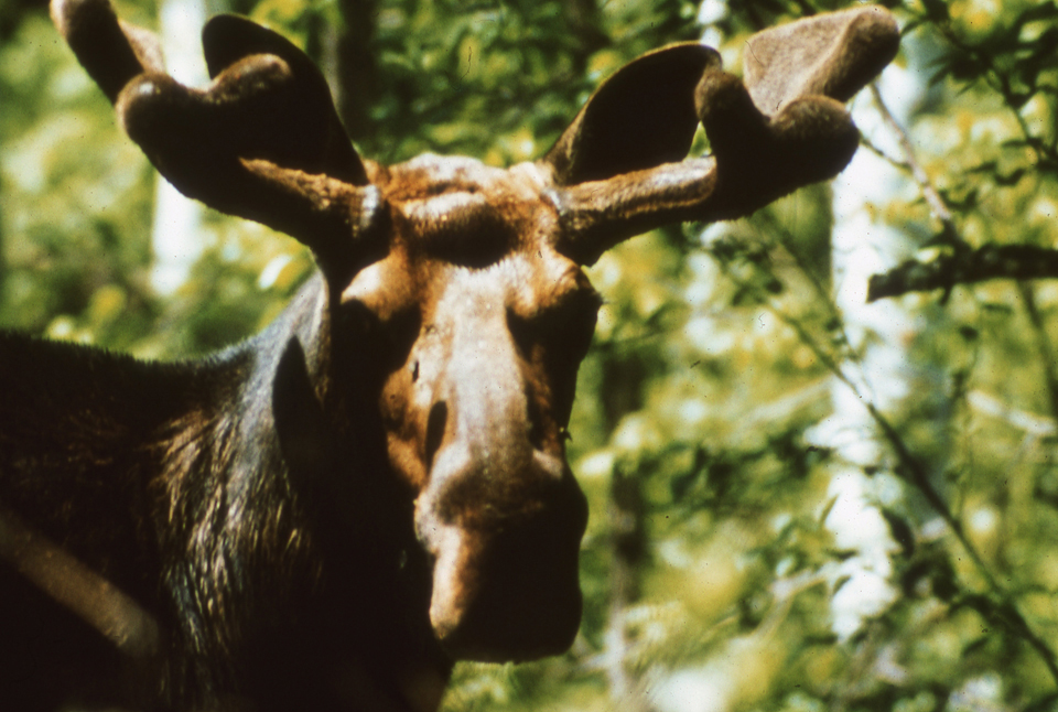 Moose head closeup with Antlers