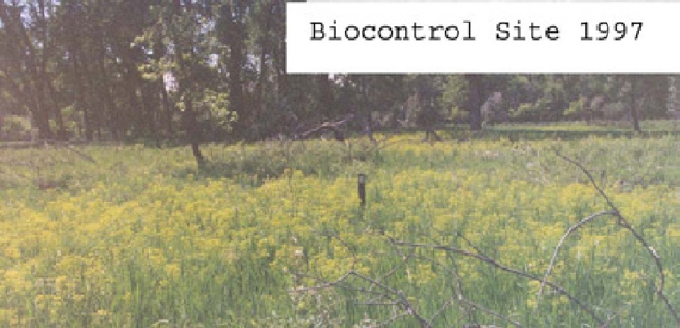 A grass and wooded area with yellow invasive plants.