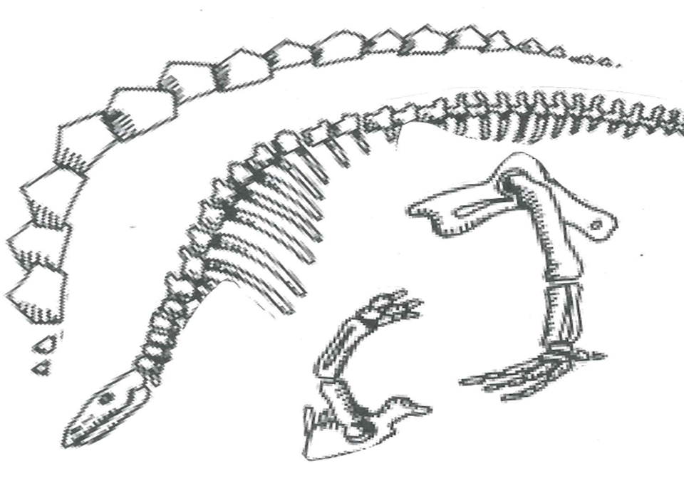 Fossil Parts, various skulls and bones on white background