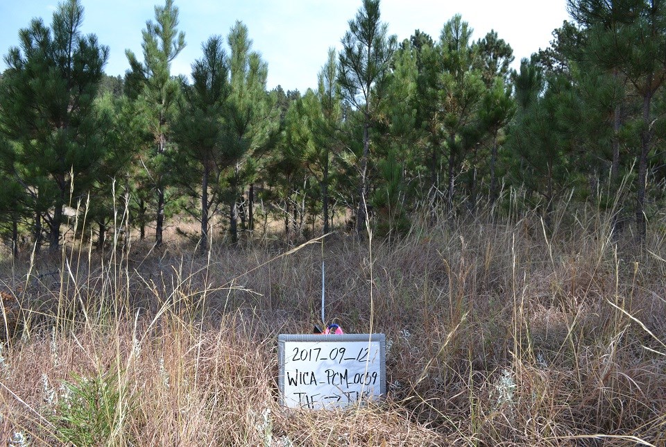 A forested and grassy hillside.