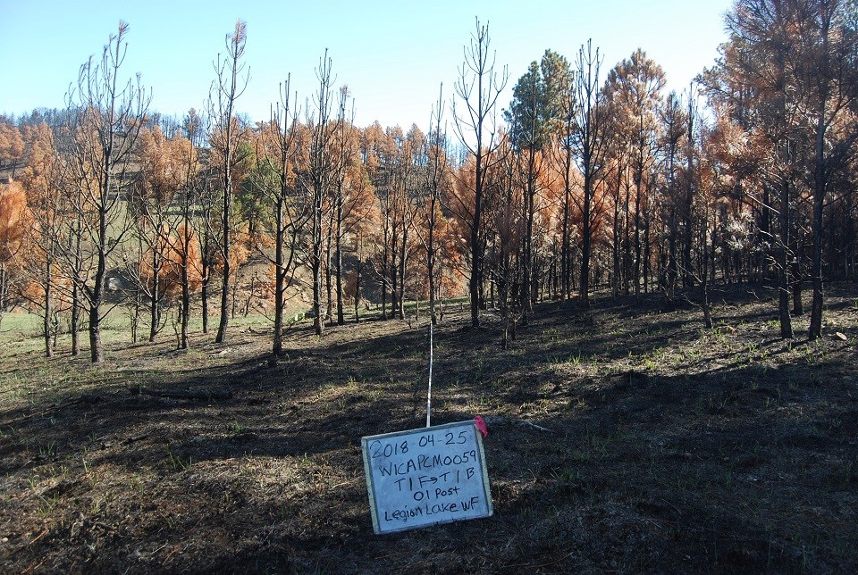 A forested and grassy hillside.