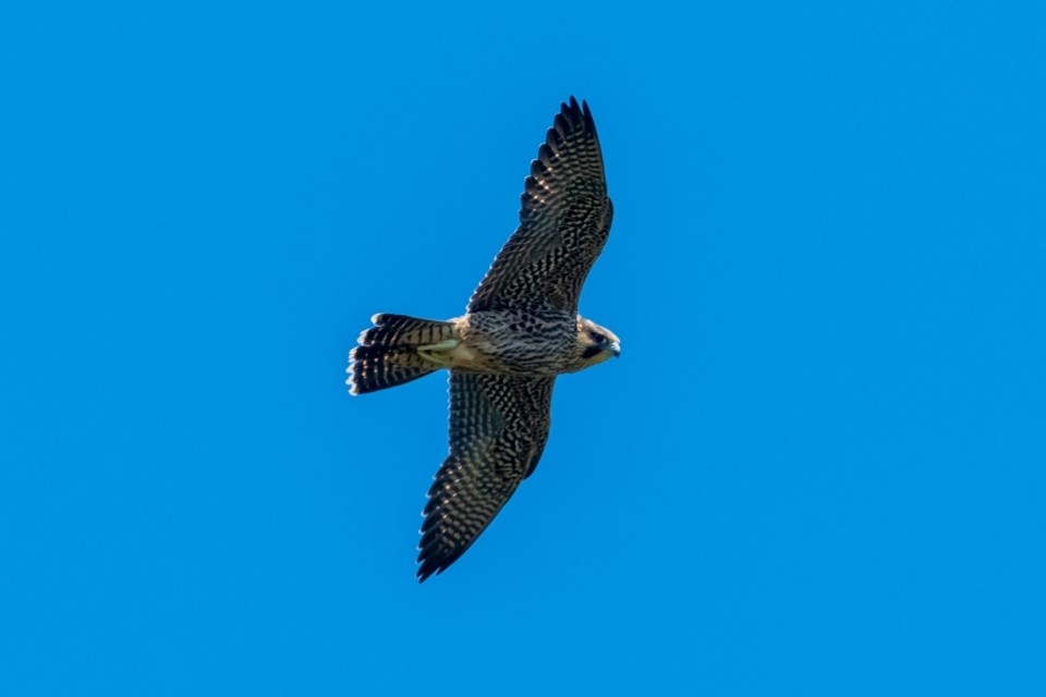 a view of an adult peregrine falcon from below