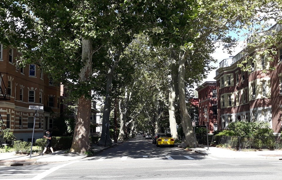 A black and white photo of Beals Street circa 1910s.  There are two large building to either side of the road, which runs through the middle of the photo.  Trees line the street.