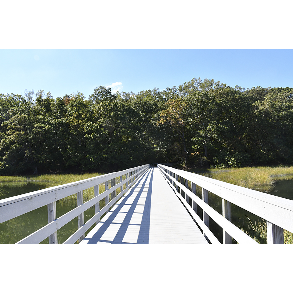 Eel Creek Summer Foliage