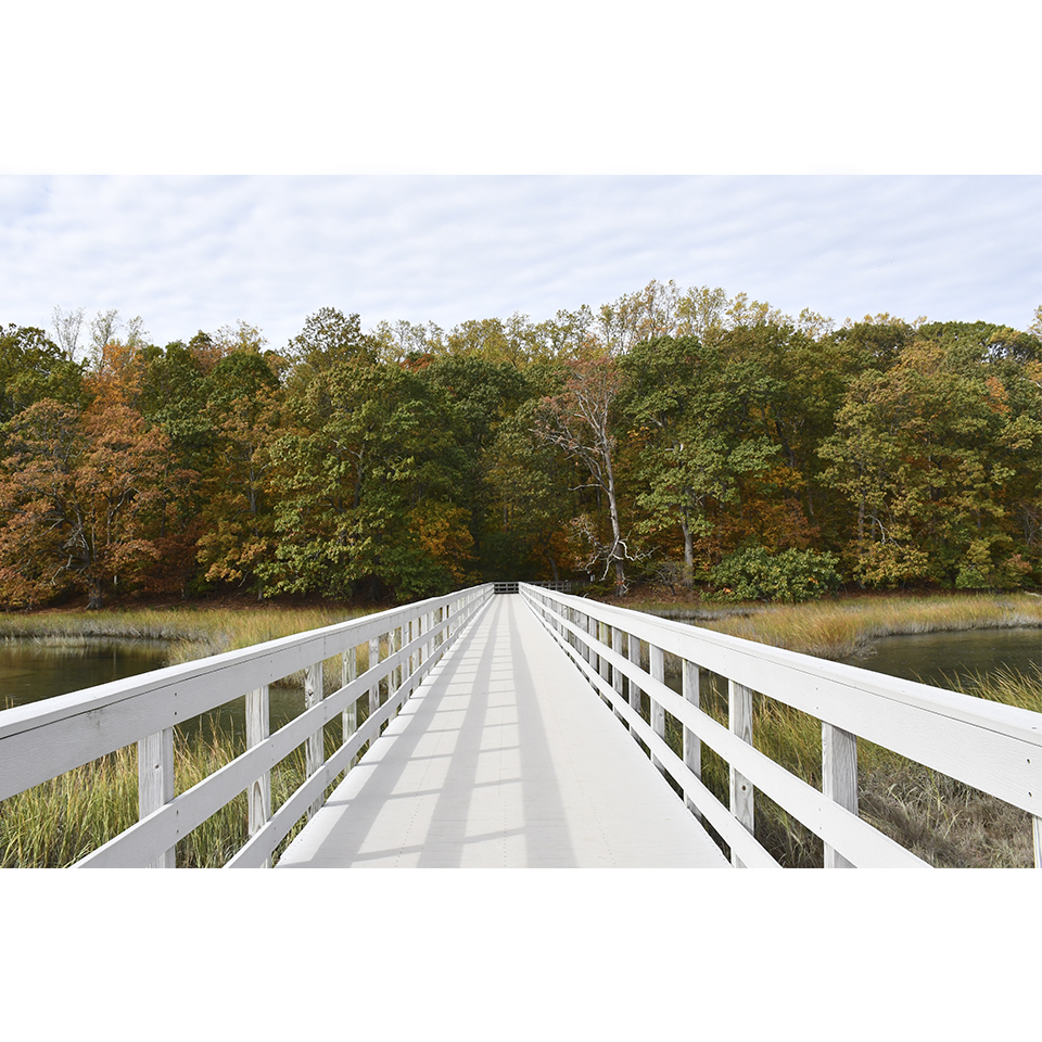 Eel Creek Summer Foliage