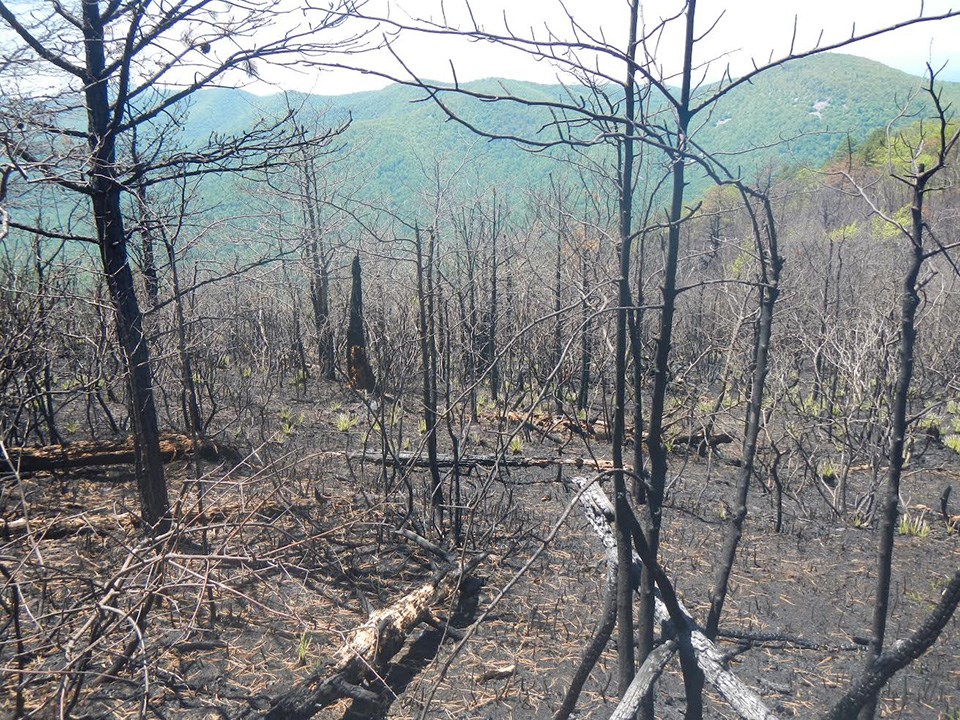A forest that is burned with black trees and no vibrant vegetation.