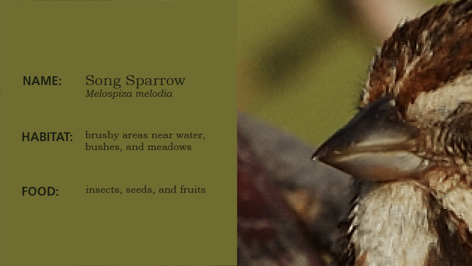 Beak 2, slide to reveal the bird, a sparrow, brown and white bird on tree branch, slide left to learn the habitat and scientific name