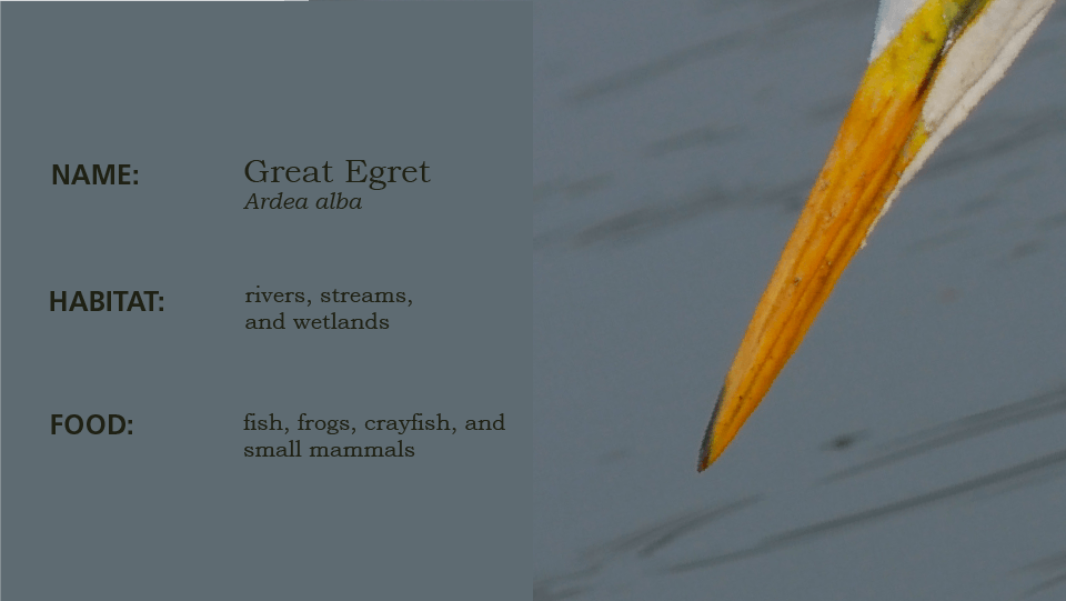 Beak 1, slide to reveal the bird, an egret, white bird, long legs in water, slide left to learn the habitat and scientific name