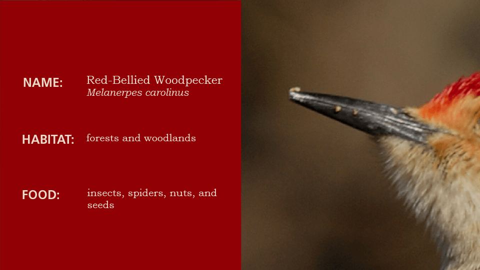 Beak 1, slide to reveal the bird, a woodpecker, black, white, and red bird on broken tree trunk, slide left to learn the habitat and scientific name