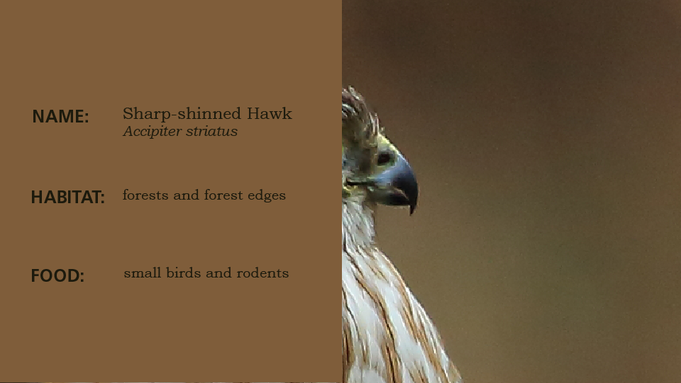 Beak 2, slide to reveal the bird, a hawk, tan and white stripes on the belly, perched on a branch, hooked beak, sharp talons, slide left to learn the habitat and scientific name