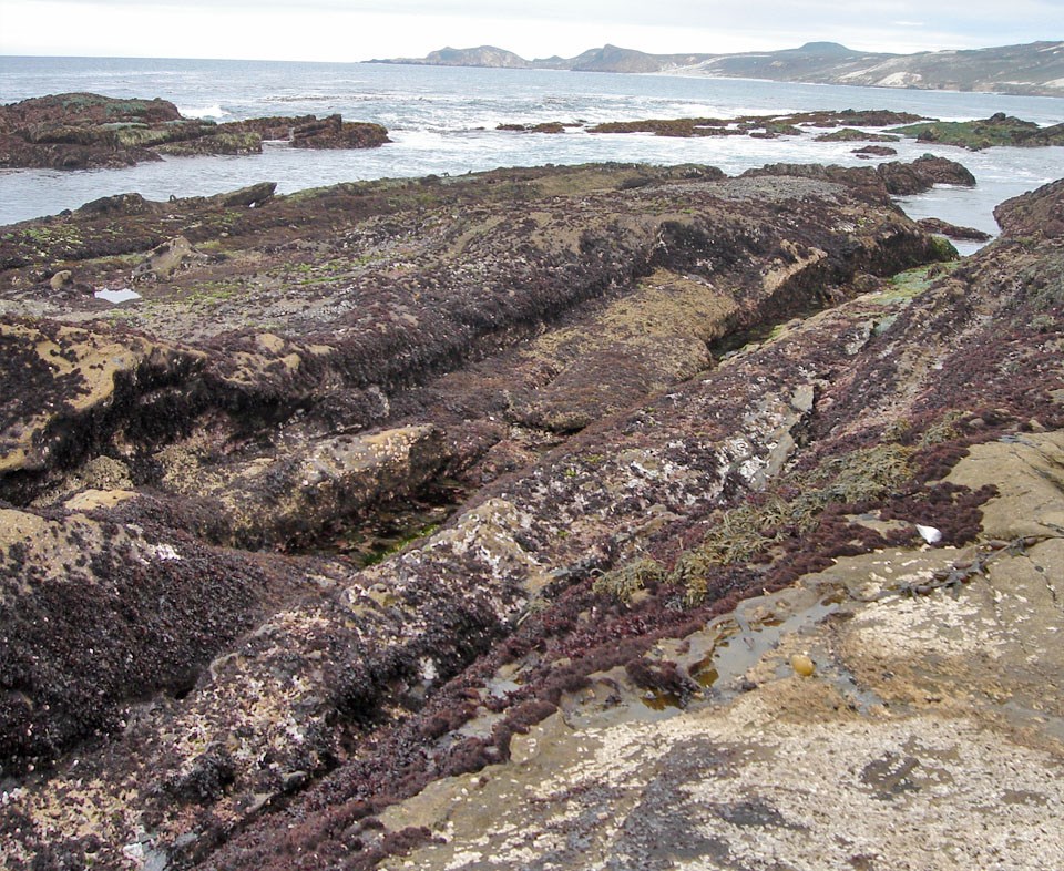 Lots of abalone at Otter Harbor in 1986