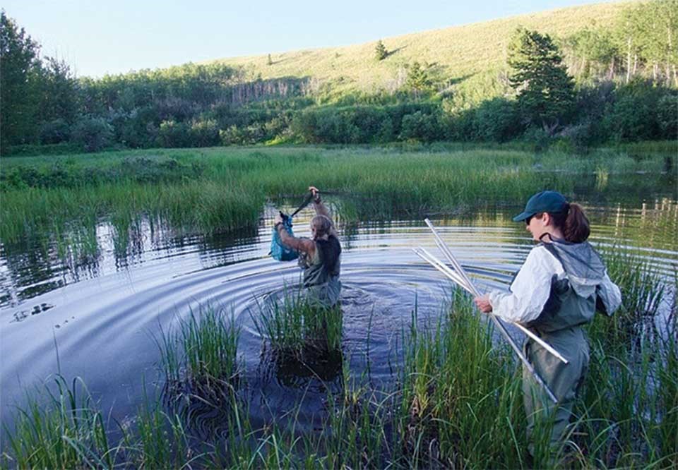 Biologists Cori Lausen and Lisa Bate set up a triple-high bat net.