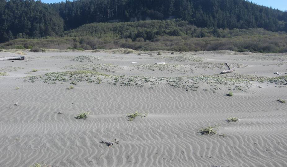 Gold Bluffs Beach in 2013