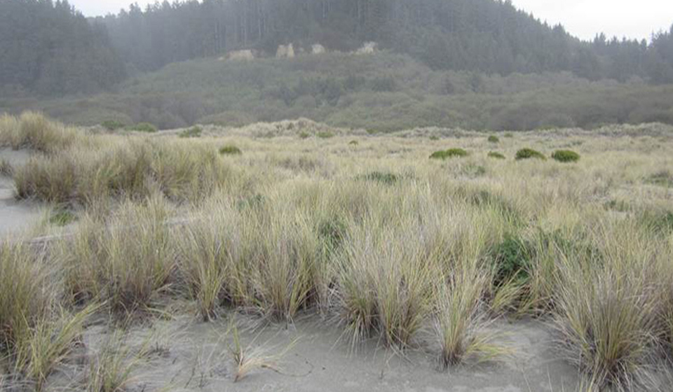 Gold Bluffs Beach in 2013