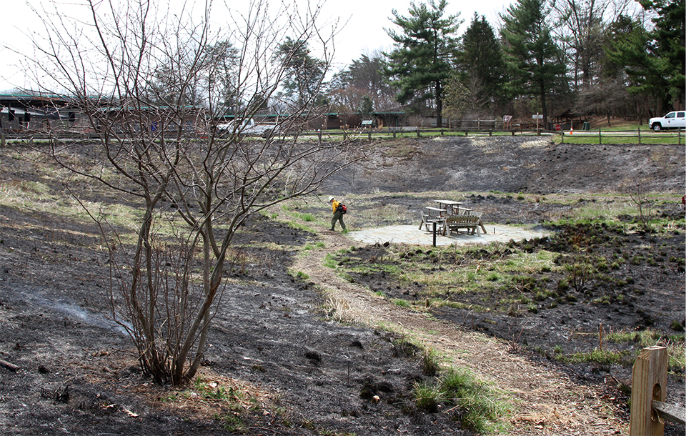 Tree and meadow with mainly brown grasses. Fence and building in background