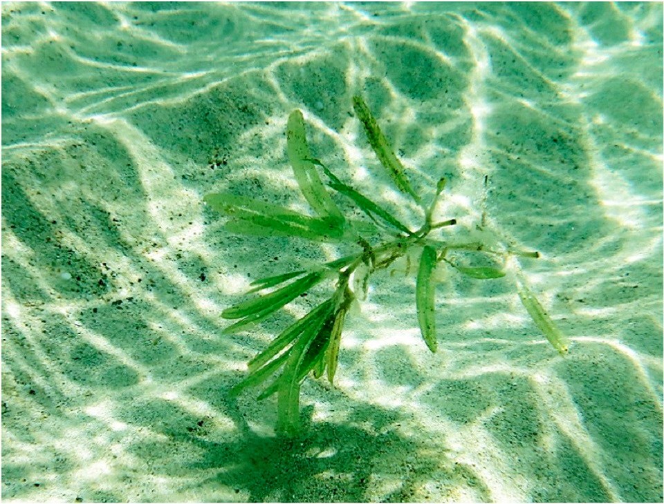 (a) The invasive seagrass Halophila with the native seagrass Thalassia  testudinum