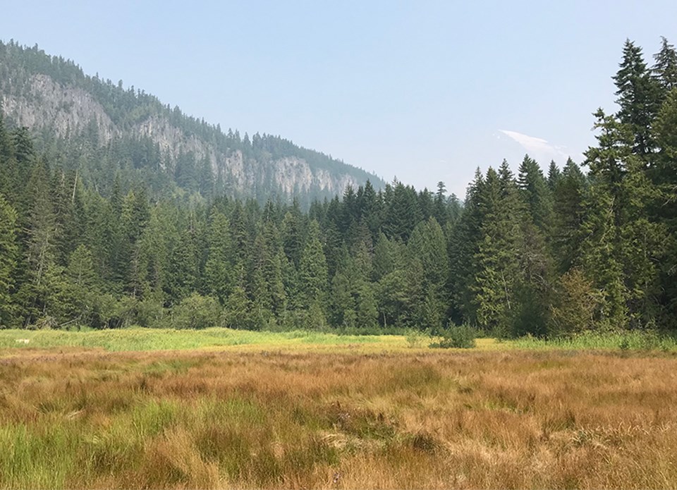 Meadow under clear blue sky with forest, mountain, and snow-capped Mount Rainier in the background.