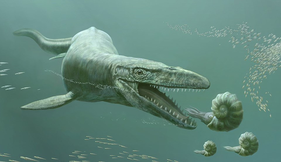 Mosasaur feeding on ammonites.