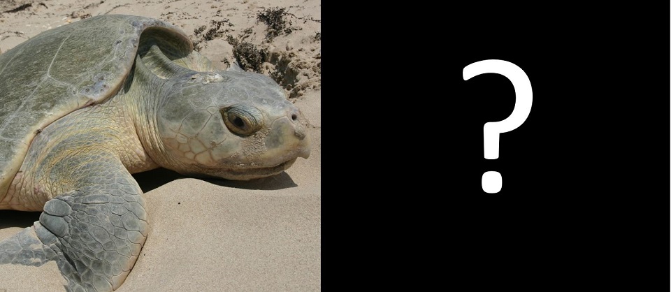 A photo of turtle eggs in the sand next to a photo of a full-grown Kemps ridley turtle