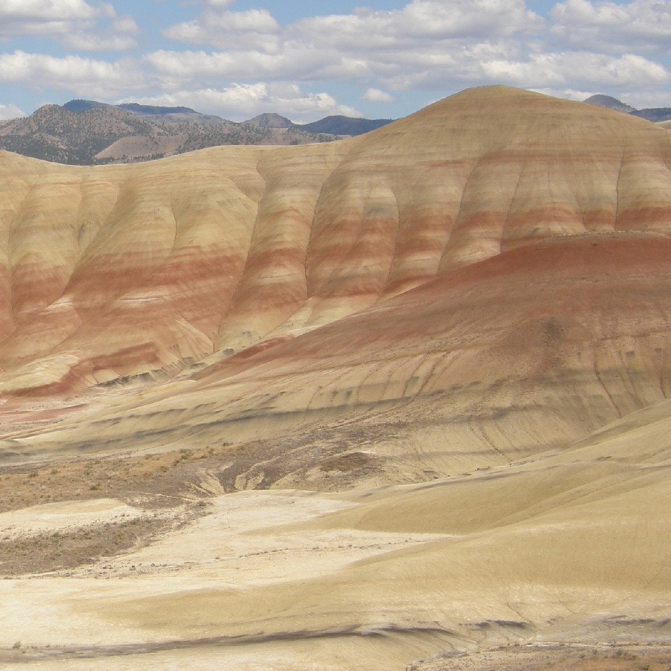 illustration of john day fossil bed as a lush forest