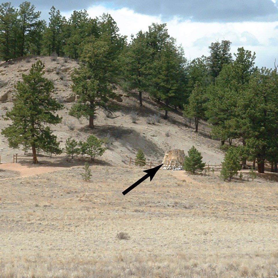 illustration of many trees and hill in the distance