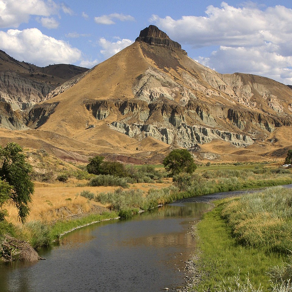 illustration of john day fossil bed as a lush forest with wild animals