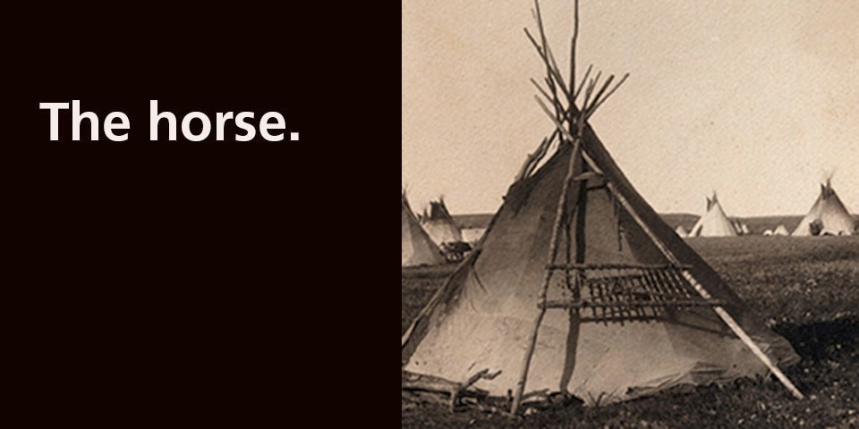 Question: What animal changed the way some Plains Indian tribes lived.