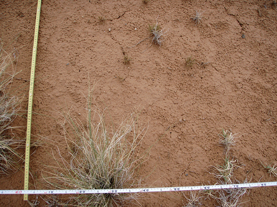 Two measuring tapes form a corner over mostly bare red soil and a few small plants.