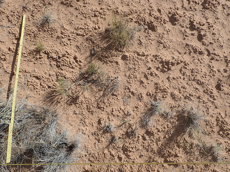 Two measuring tapes form a corner over mostly bare red soil and a few small plants.