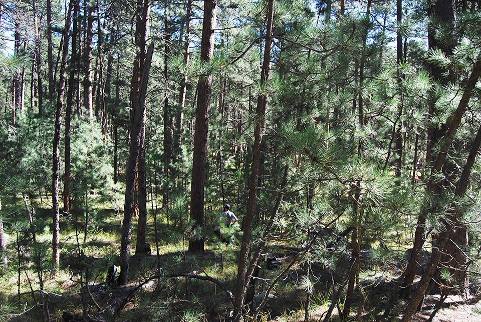 Overgrown forest thick with trees.