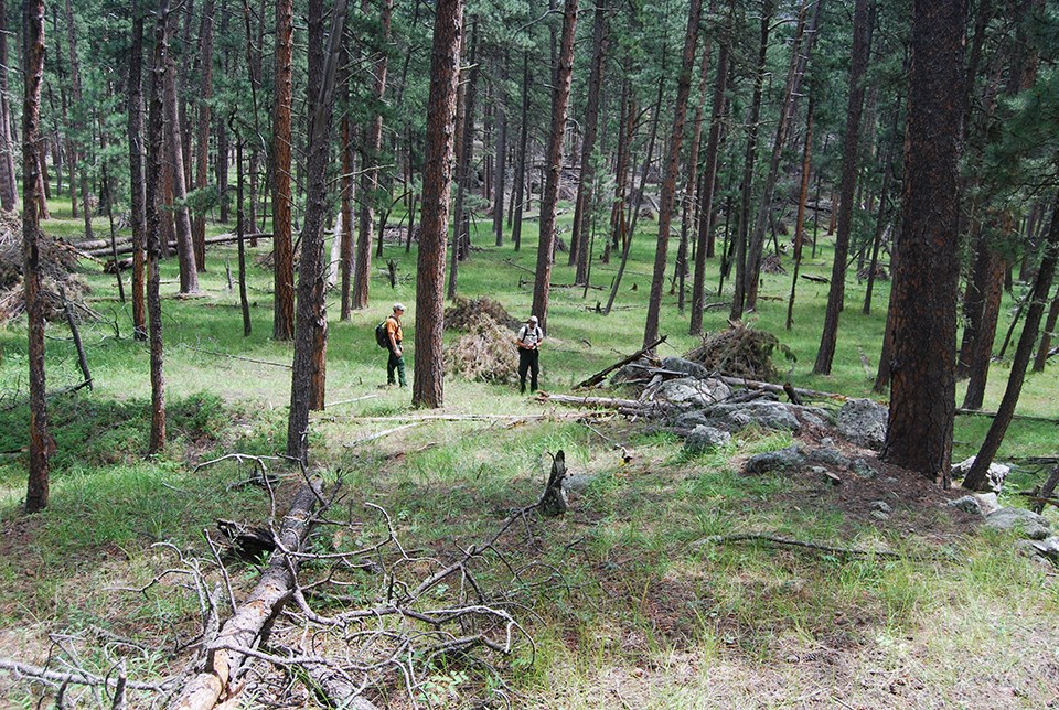 Overgrown forest thick with trees.