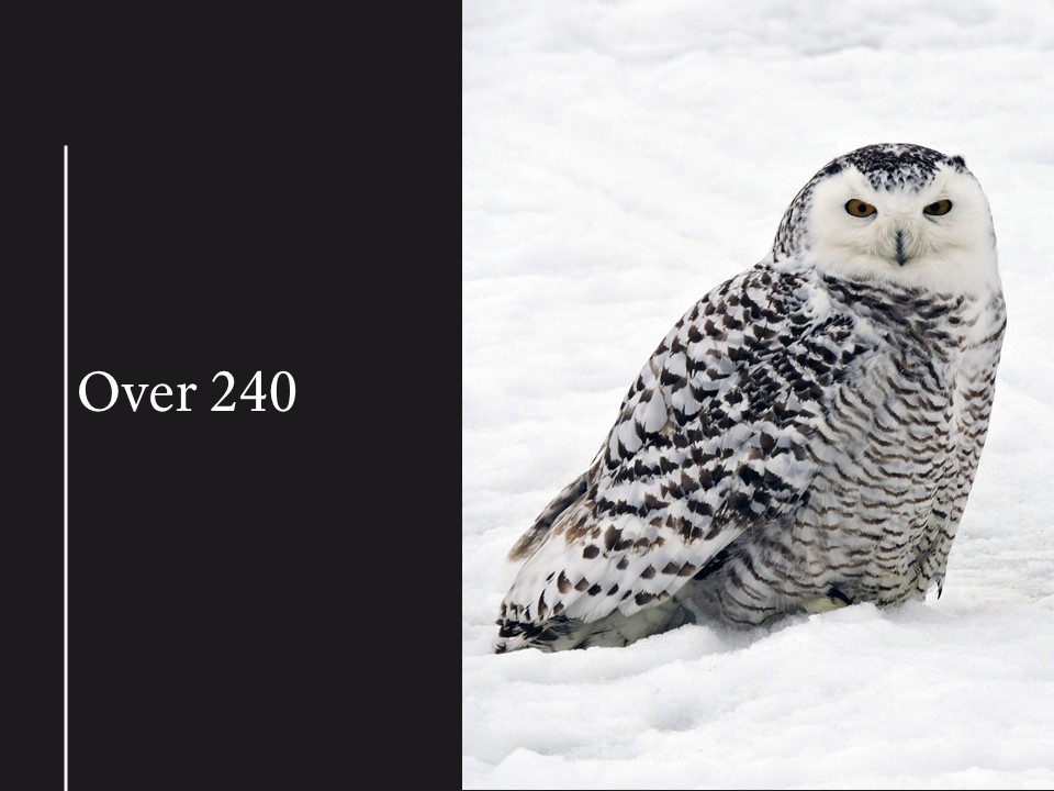 Text that reads How many birds are in voyageurs national park?