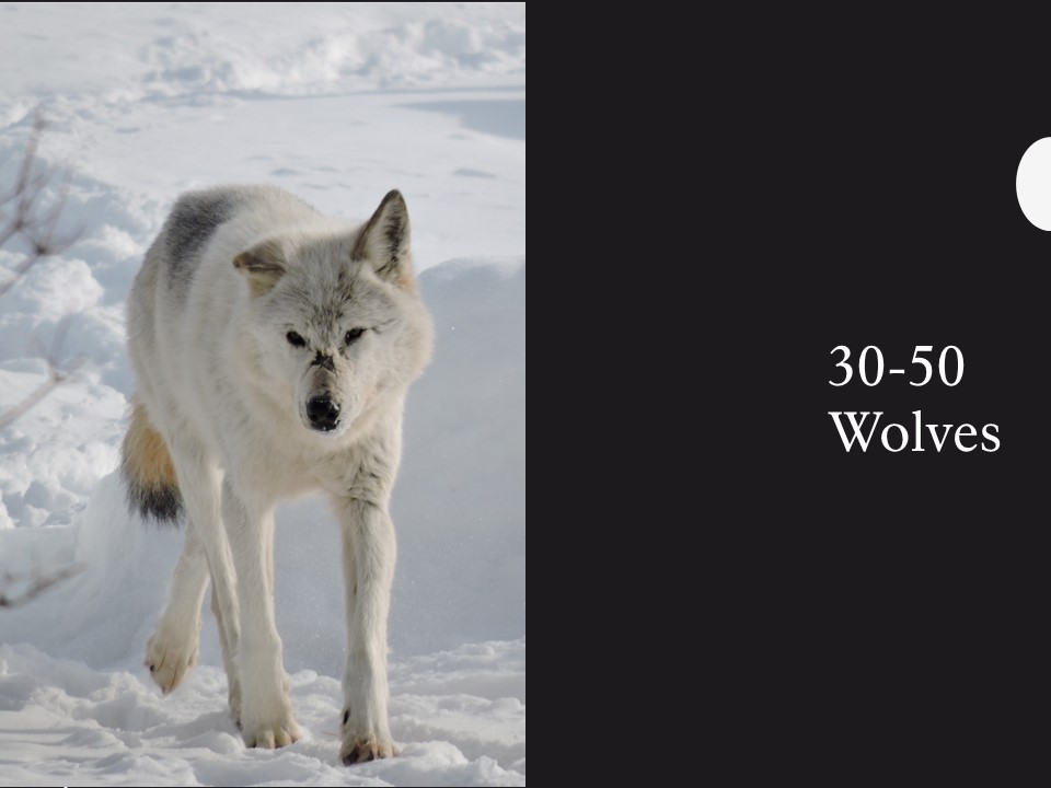 A white wolf stands in the snow.