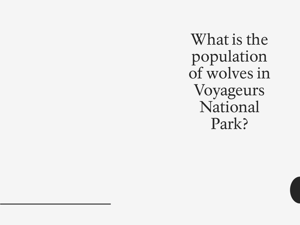 A white wolf stands in the snow.