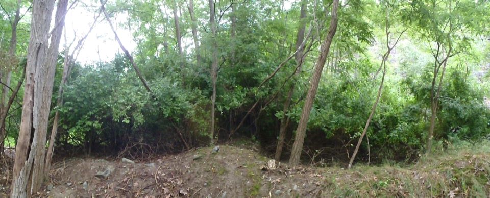 Photo showing area before honeysuckle management