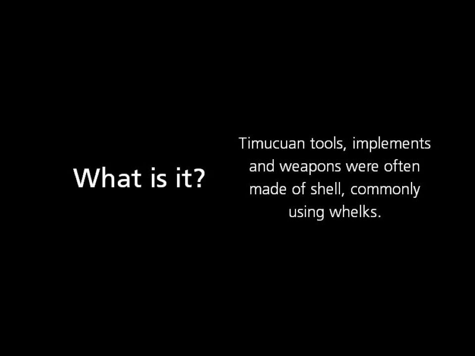 What Is It? Timucuan tools, implements and weapons were often made of shell, commonly using whelks.