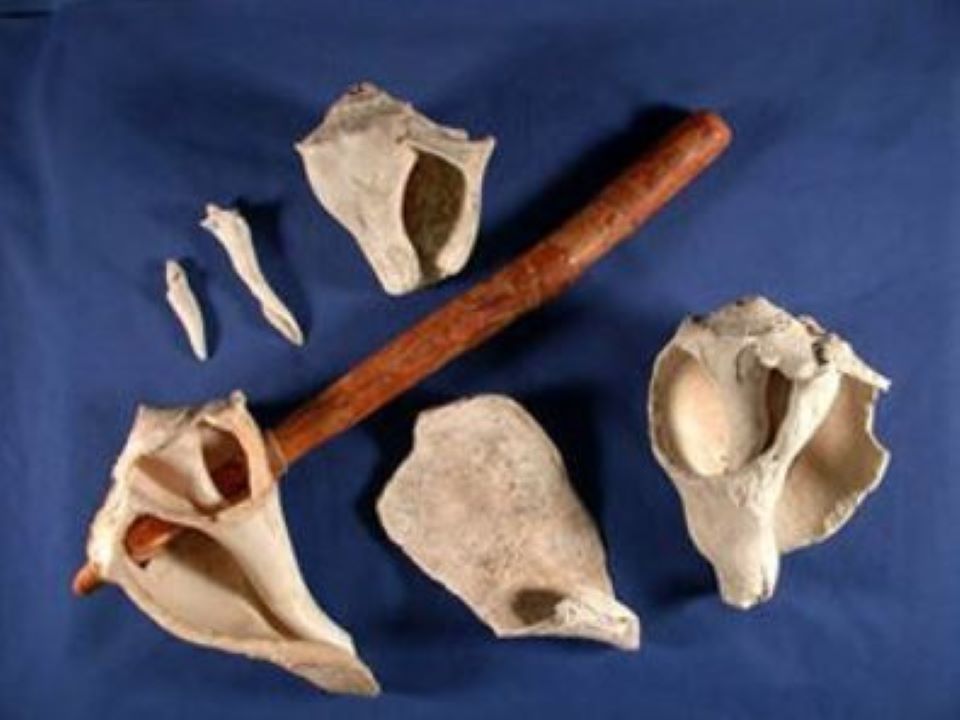 What Is It? Timucuan tools, implements and weapons were often made of shell, commonly using whelks.